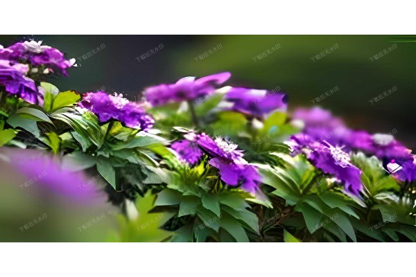 杭州盲人按摩红薯:独特养生佳品,温暖触感传情 杭州盲人按摩红薯:独特养生佳品,温暖触感传情